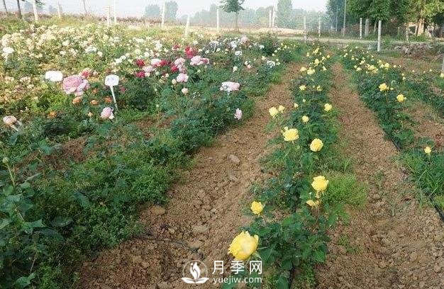 盆栽月季冬季怎么养护防冻(图1)