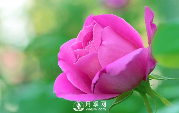 月季的形态特征是怎样的？(图1)