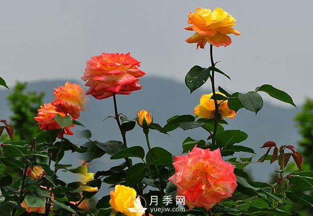 欣赏月季的成长习性(图1)