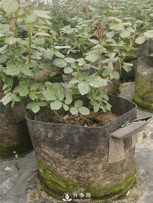 大花丰花大号营养钵月季苗批发(图2) 大花丰花大号营养钵月季苗批发(图2)