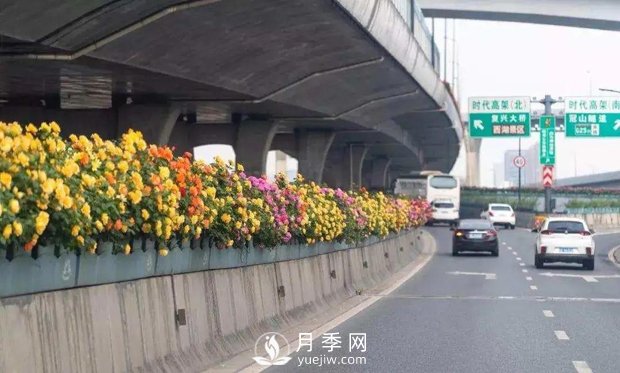 绿化带为什么不能种果树(图1) 绿化带为什么不能种果树(图1)