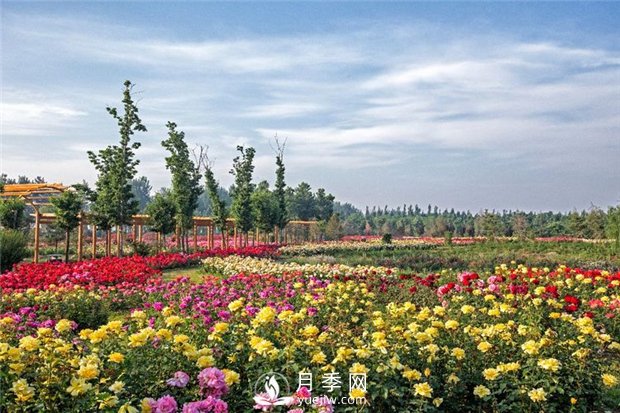 月季园：潍坊寿光中华月季园(图2)