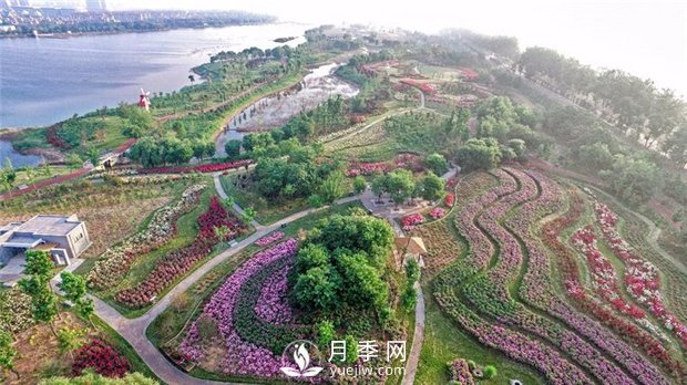 月季园：潍坊寿光中华月季园(图5)