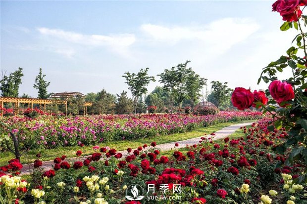 月季园：潍坊寿光中华月季园(图3)