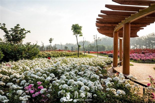 月季园：潍坊寿光中华月季园(图4)