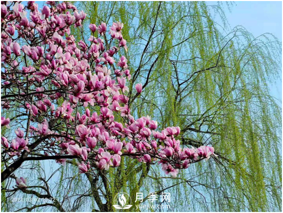 南阳惊蛰时节，花红柳绿又一春(图2)