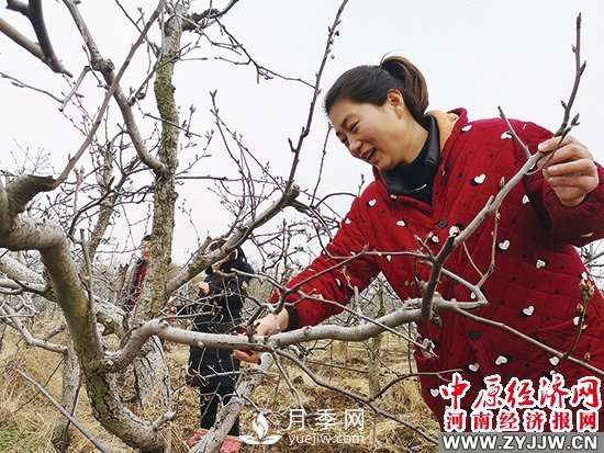 方城县博望镇：月季和黄金梨产业赋能构筑新图景(图1)