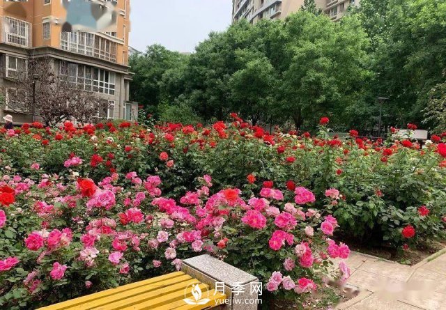 月季景观添彩房地产小区绿化建设(图2)