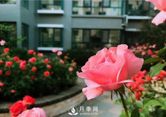 月季景观添彩房地产小区绿化建设(图5)