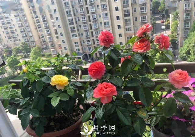 月季景观添彩房地产小区绿化建设(图6)