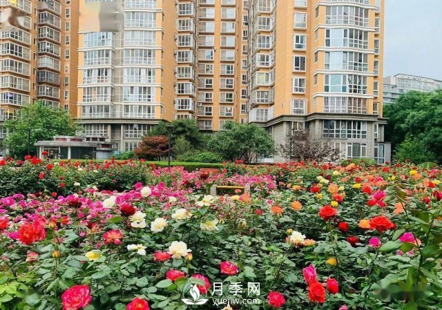 月季景观添彩房地产小区绿化建设(图1)
