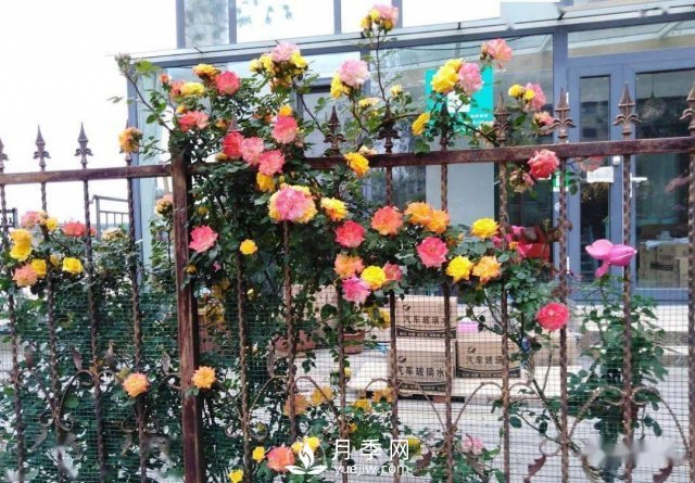 月季景观添彩房地产小区绿化建设(图3)