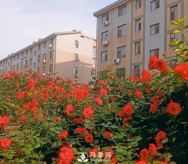 月季景观添彩房地产小区绿化建设(图4)