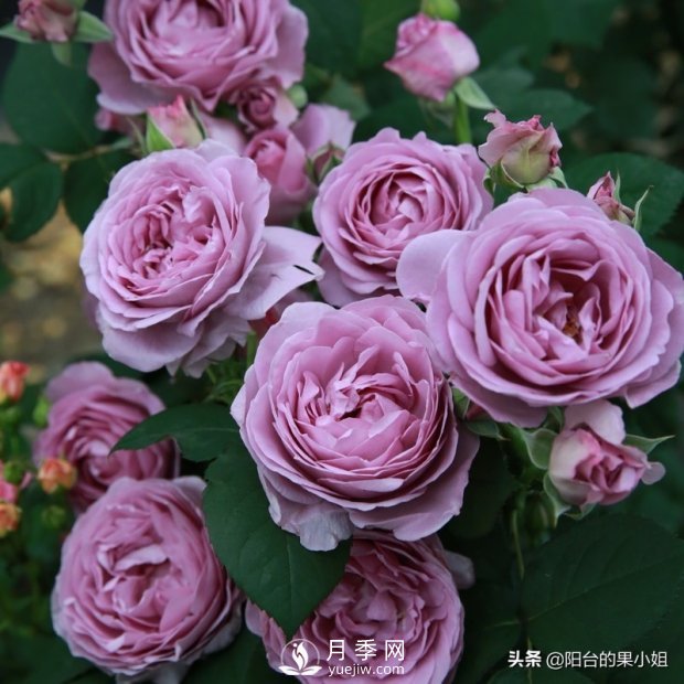 八种小白花友也能驾驭的月季品种(图7)