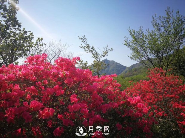 南阳美景：闻香赏花 莫负春光(图3)