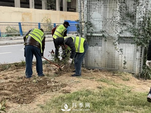 郑州计划打造37公里鲜花高架桥(图4)