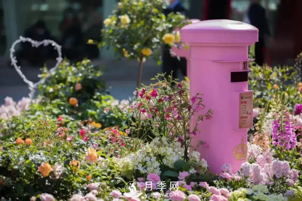 2021粤港澳大湾区深圳花展将展出月季新优品种超100个(图1)