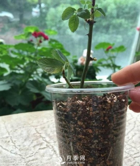 1种酸泡2小时，月季扦插生根快，白根长10厘米，生根13条(图4)