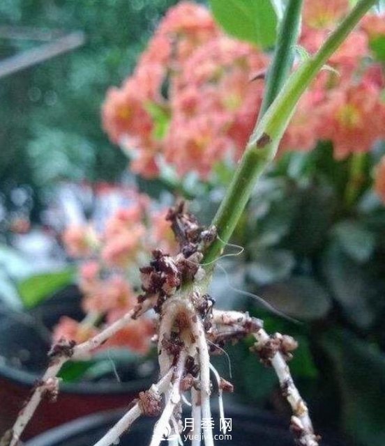 1种酸泡2小时，月季扦插生根快，白根长10厘米，生根13条(图6)