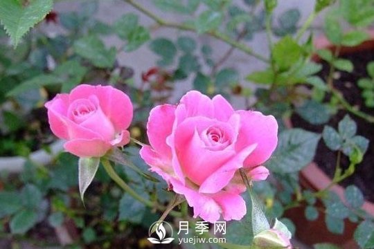 1种酸泡2小时，月季扦插生根快，白根长10厘米，生根13条(图1)