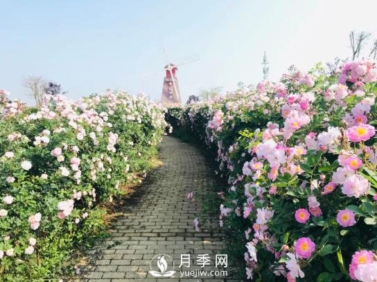 四川南充月季花海迎来1000㎡粉色沙滩，4月3日浪漫迎客(图5)