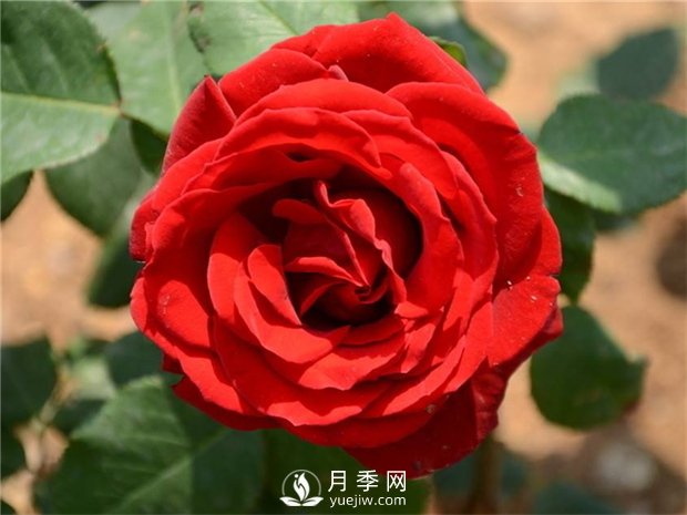 绯扇月季苗，杯苗，小苗，盆花产地批发(图2)