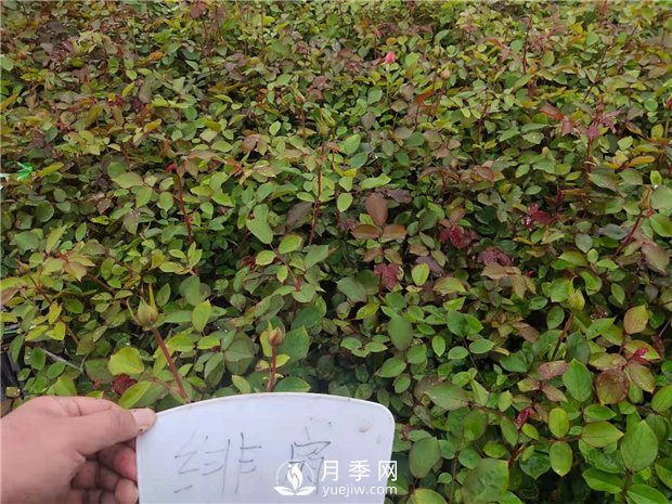绯扇月季苗，杯苗，小苗，盆花产地批发(图3)