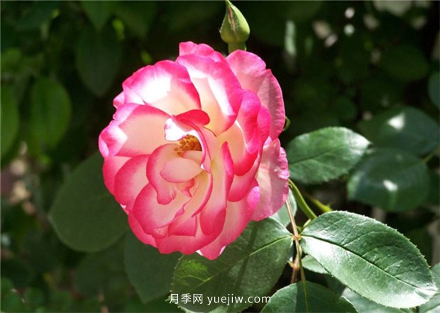 月季喜爱哪种肥?春天雨水多要如何施肥?(图1) 月季喜爱哪种肥料?春天雨水多要如何施肥?(图1)