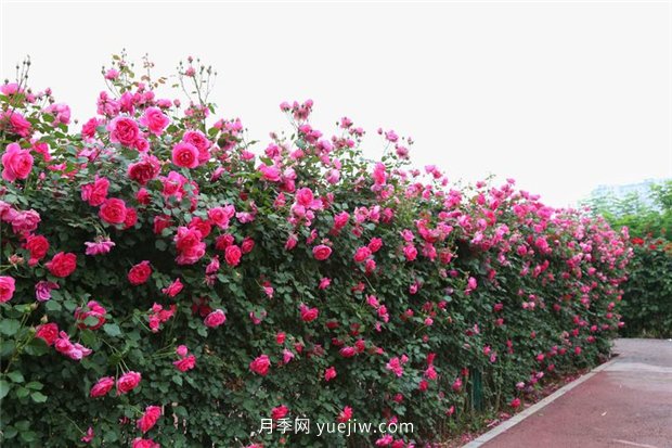 中国月季文化：洛阳市汝阳县(图5)