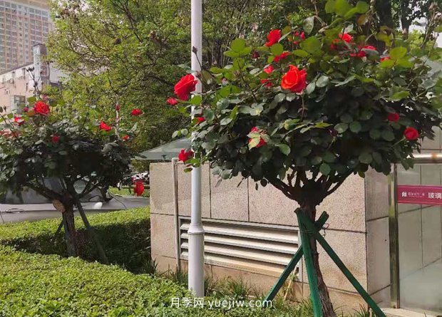 杭州高架月季先火了,南阳城区月季即将盛开(图1) 杭州高架月季先火了,南阳城区月季即将盛开(图1)
