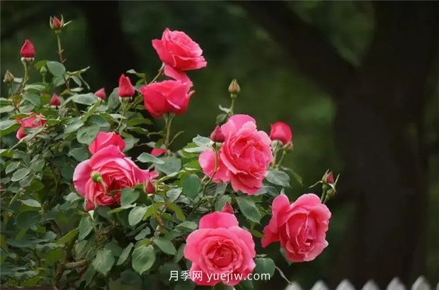 精通施肥,就掌握了盆栽月季开花不断的诀窍(图2) 精通施肥,就掌握了盆栽月季开花不断的诀窍(图2)