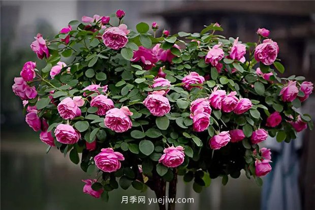 精通施肥,就掌握了盆栽月季开花不断的诀窍(图3) 精通施肥,就掌握了盆栽月季开花不断的诀窍(图3)