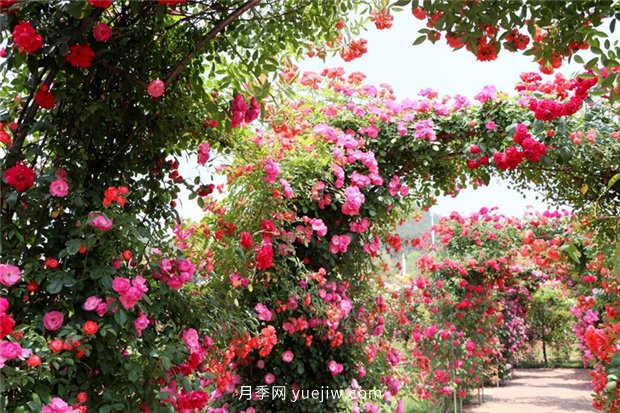 月季的品类有哪些？有什么区别吗？(图1)