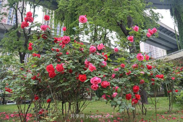 成都高颜值月季花开正艳，50多个品种美爆街头(图1)