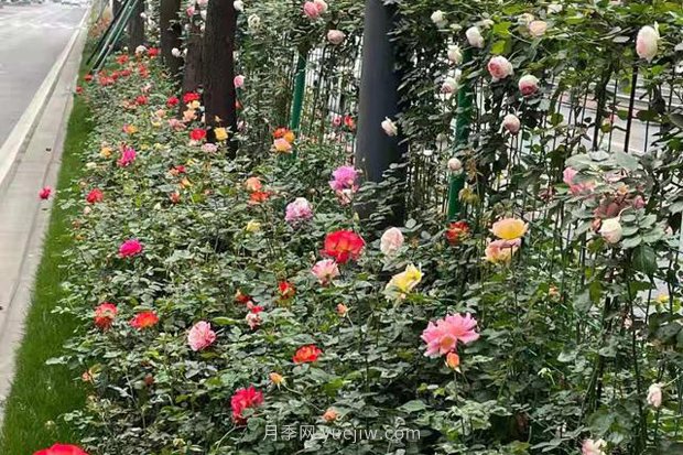 成都高颜值月季花开正艳，50多个品种美爆街头(图4)