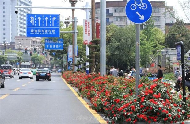 江西南昌：市花归来锦绣春 洪城新貌月季香(图2)