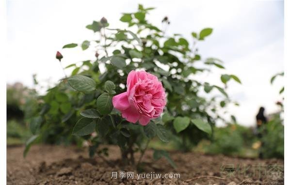 浓香月季绽放上海植物园(图3)