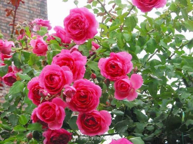 推荐4个适合新花友种植的藤本月季品种，长势强劲开花量大(图4)