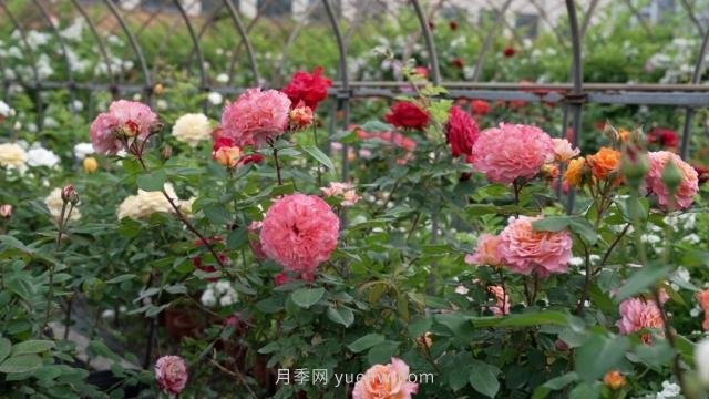杭州满城月季绽放，惊艳背后有他功劳(图2)