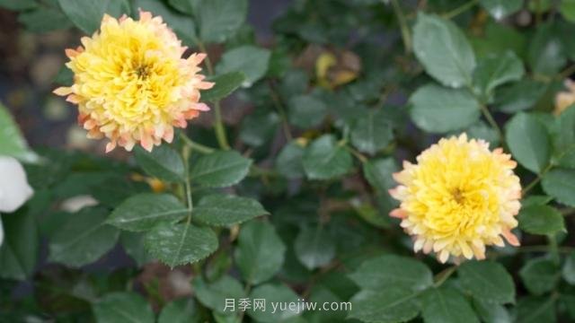 杭州满城月季绽放，惊艳背后有他功劳(图6)