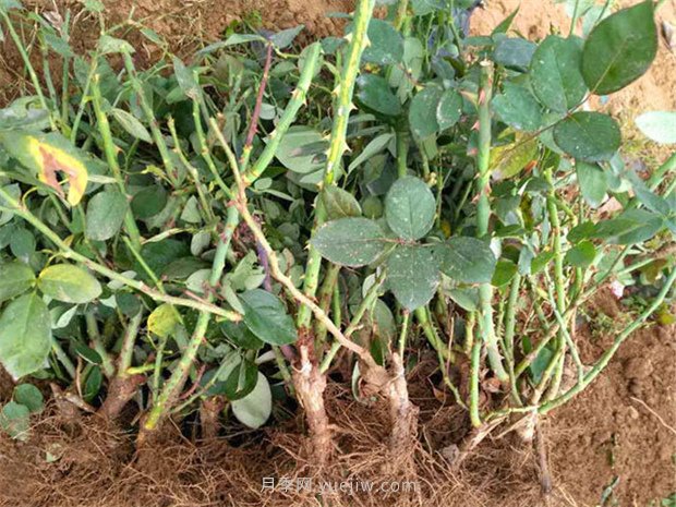 南阳月季苗价格表！南阳月季杯苗多少钱一棵？(图2)