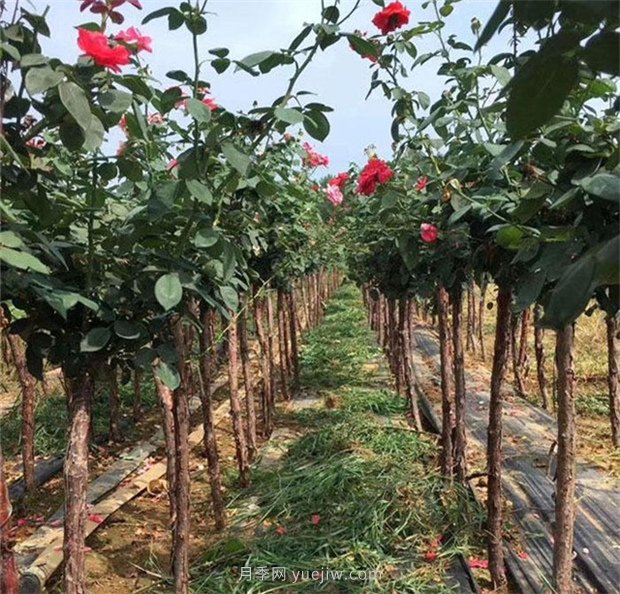 1-10公分月季树价格是多少？树状月季5月报价单！(图5)