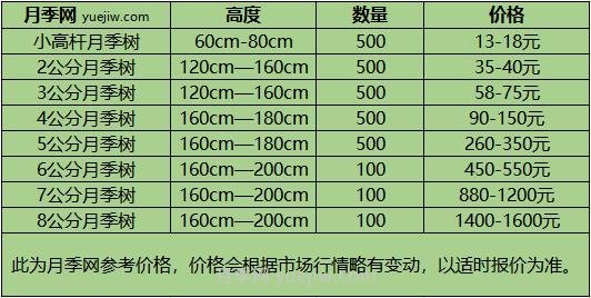 2公分月季树多少钱一棵？ 2公分树状月季价格(图3)