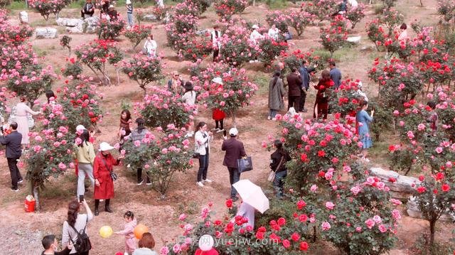 广水月季印人红 吸引游客来打卡(图1) 广水月季印人红 吸引游客来打卡(图1)