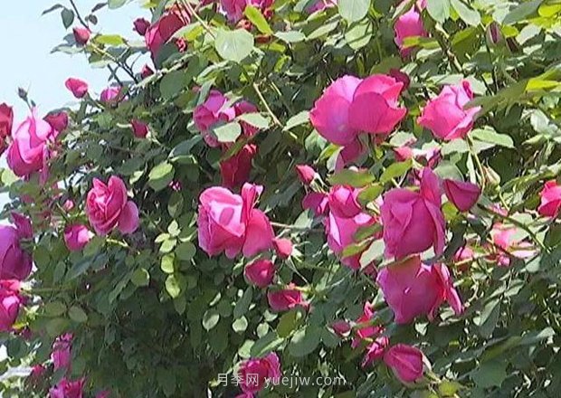 许昌学院路变身月季大道,赶上这一拨月季美景(图1) 许昌学院路变身月季大道,赶上这一拨月季美景(图1)