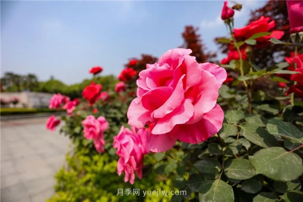分享绿化选用南阳月季的养护措施(图1)