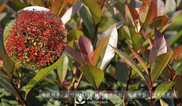 红叶石楠球苗木(图1) 红叶石楠球苗木(图1)