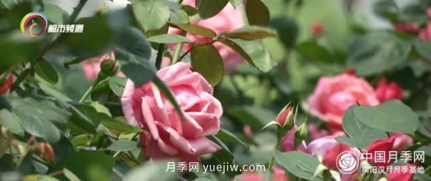 树状月季盛放 昆明人都在走“花路”(图5)