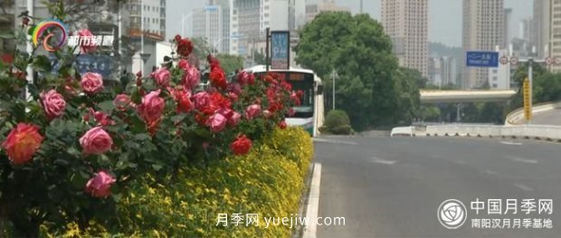 树状月季盛放 昆明人都在走“花路”(图1)