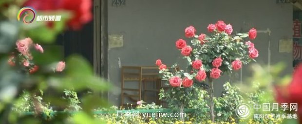 树状月季盛放 昆明人都在走“花路”(图4)